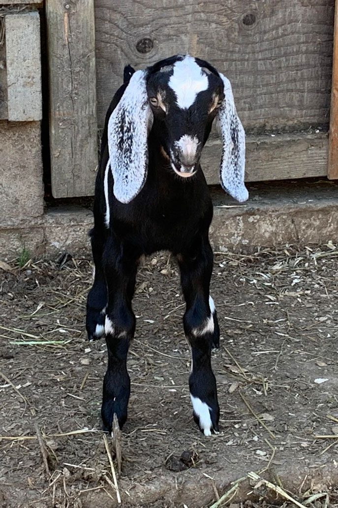 nubian kid front view